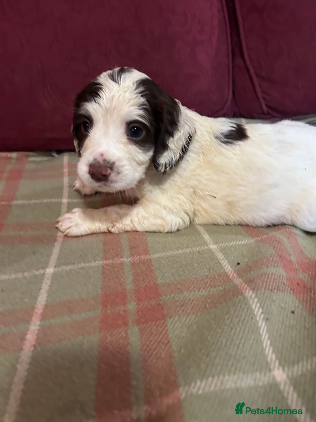 English Springer Spaniel dogs for sale: Stunning English springer spaniel  - Image 11