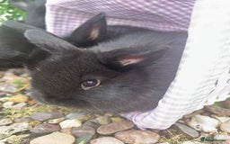 Mini Lop rabbits for sale: 5 beautiful mini lop x netherland dwarf babies - Image 14