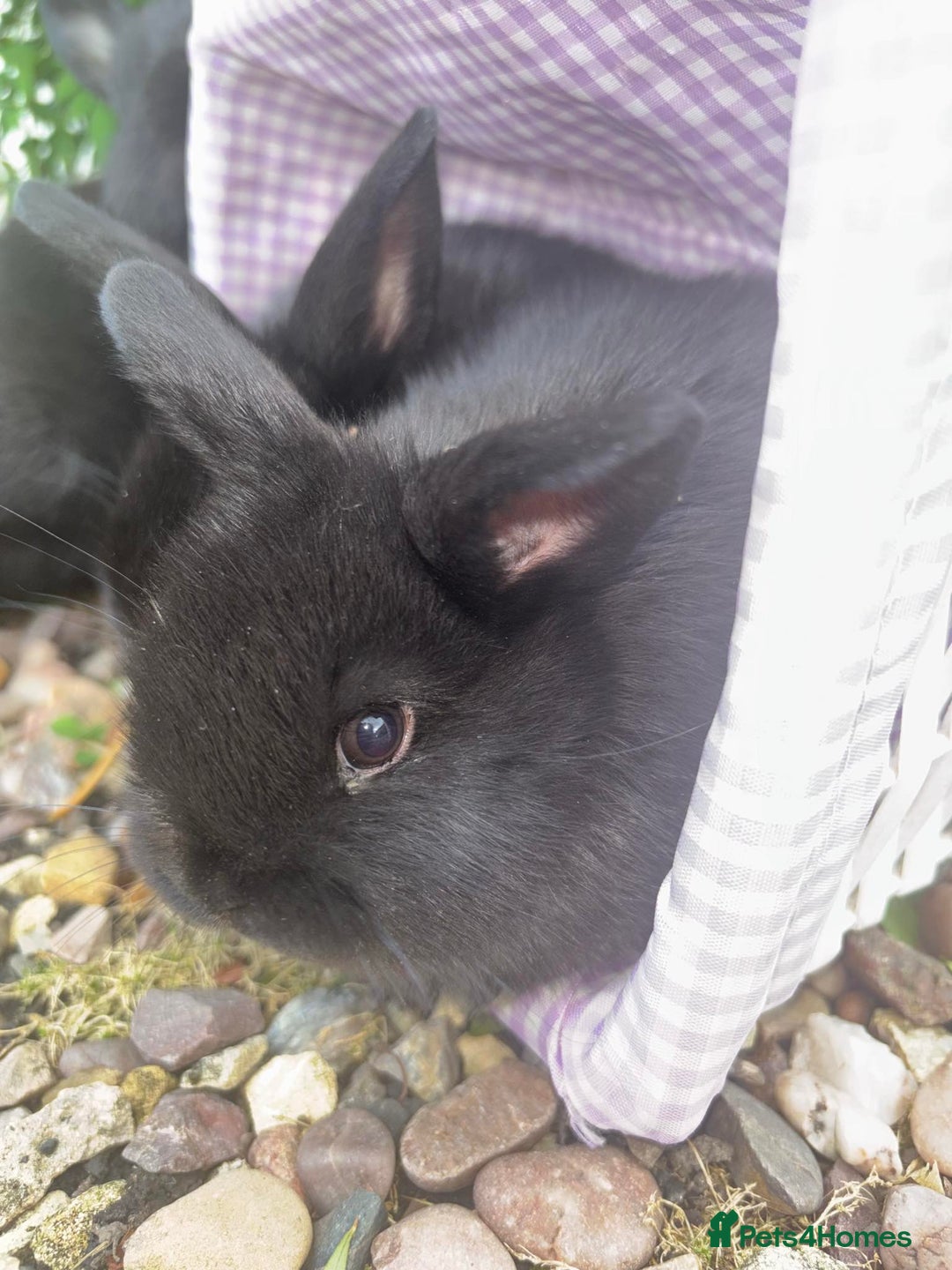 Mini Lop rabbits for sale: 5 beautiful mini lop x netherland dwarf babies - Image 14