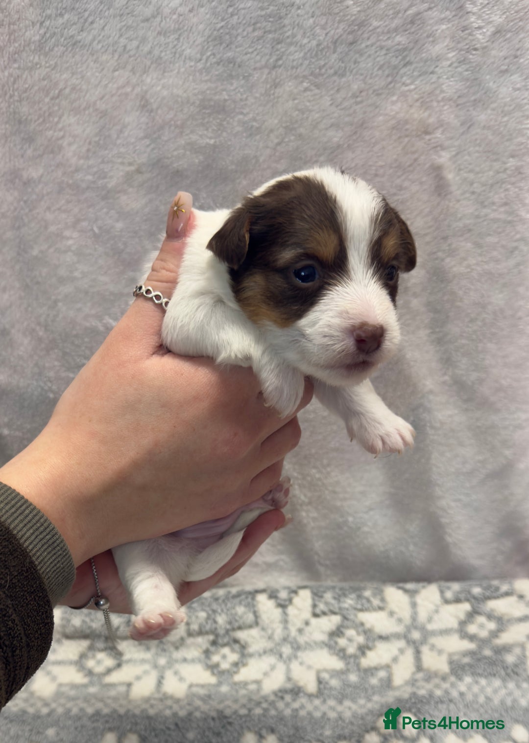 Jack Russell dogs for sale: Bred From Health Tested Parents - Advert 3