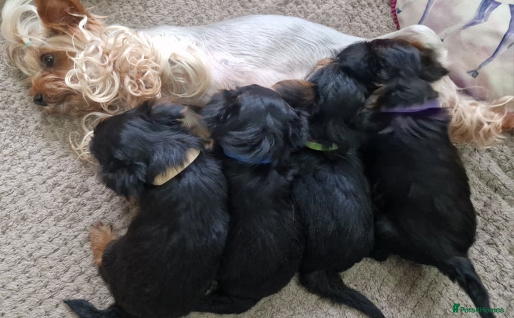 Yorkshire Terrier dogs - Advert 9