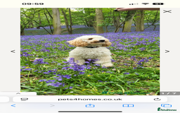 Cavapoo dogs for sale: Beautiful Cavapoos - Image 7