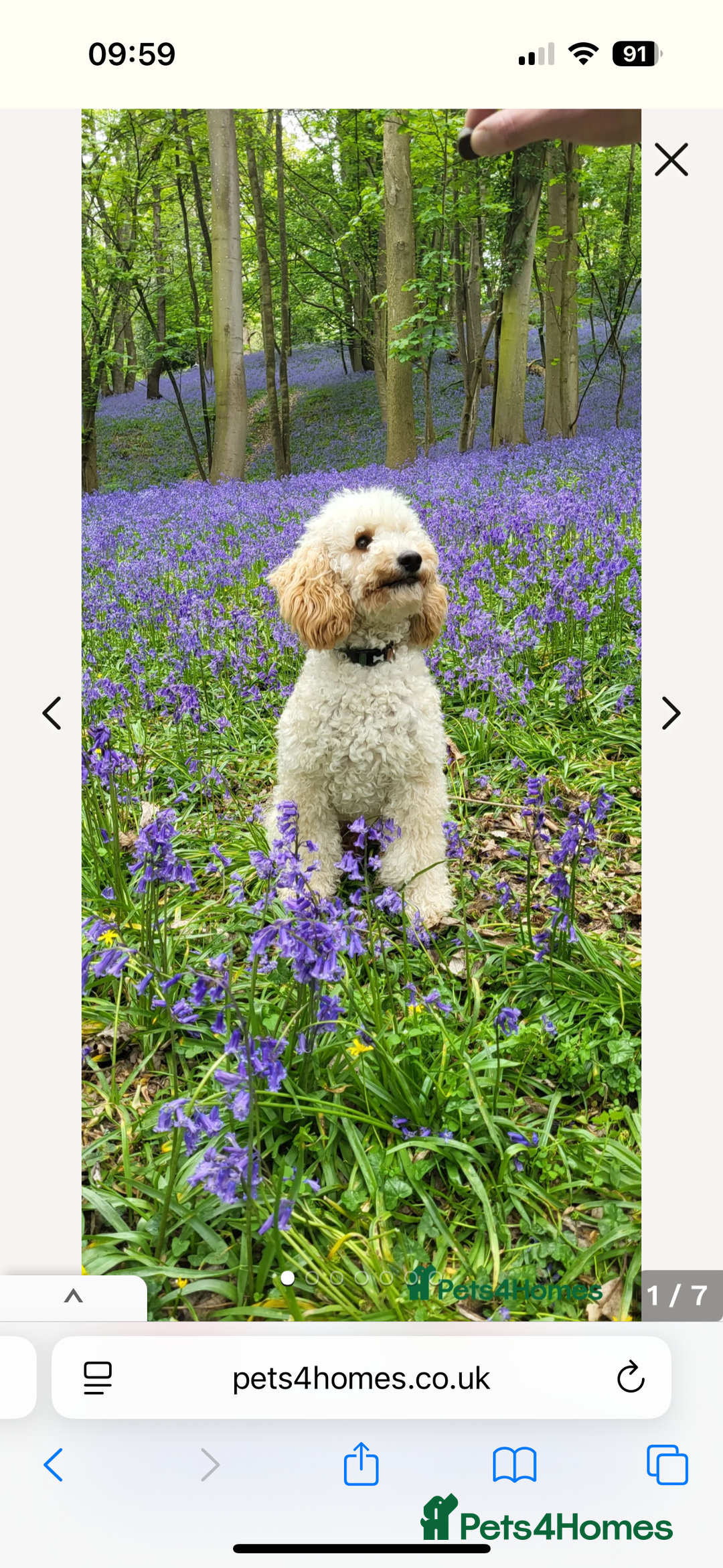 Cavapoo dogs for sale: Beautiful Cavapoos - Image 7