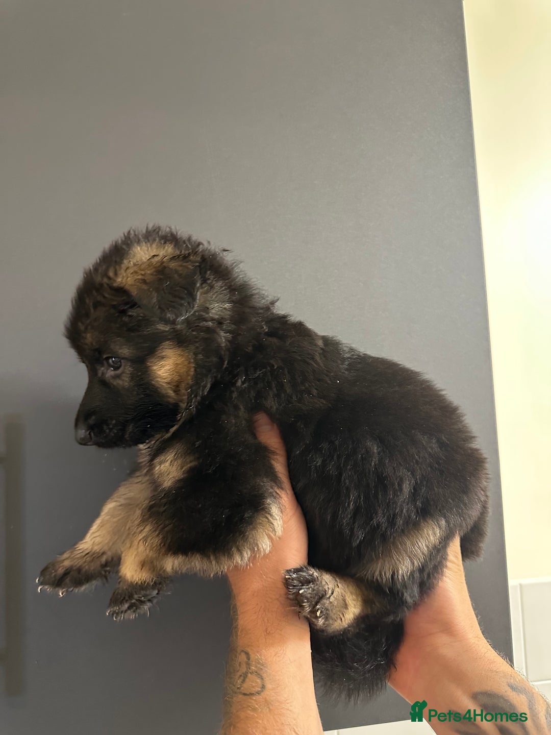 German Shepherd dogs for sale: German shepherd  - Image 12