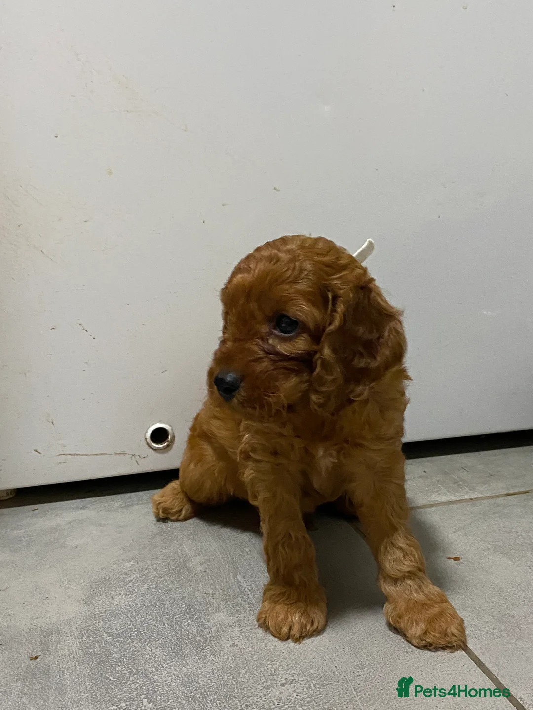 Irish Doodle dogs for sale: F1 Mini irishdoodle (JUST 1 LEFT) - Advert 20