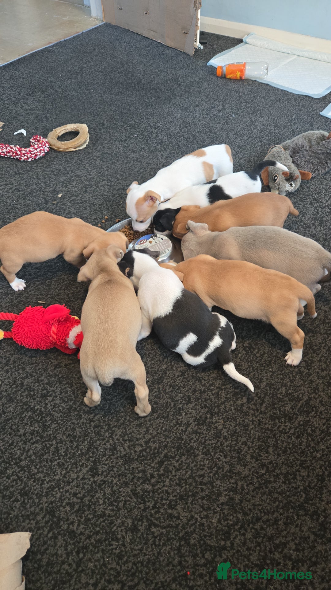Jack Russell dogs for sale: Jack Russell puppies  - Advert 29