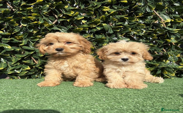 Cavapoo dogs - Advert 1
