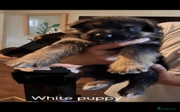 German Shepherd dogs for sale: Exceptional German shepherd puppies  - Image 22