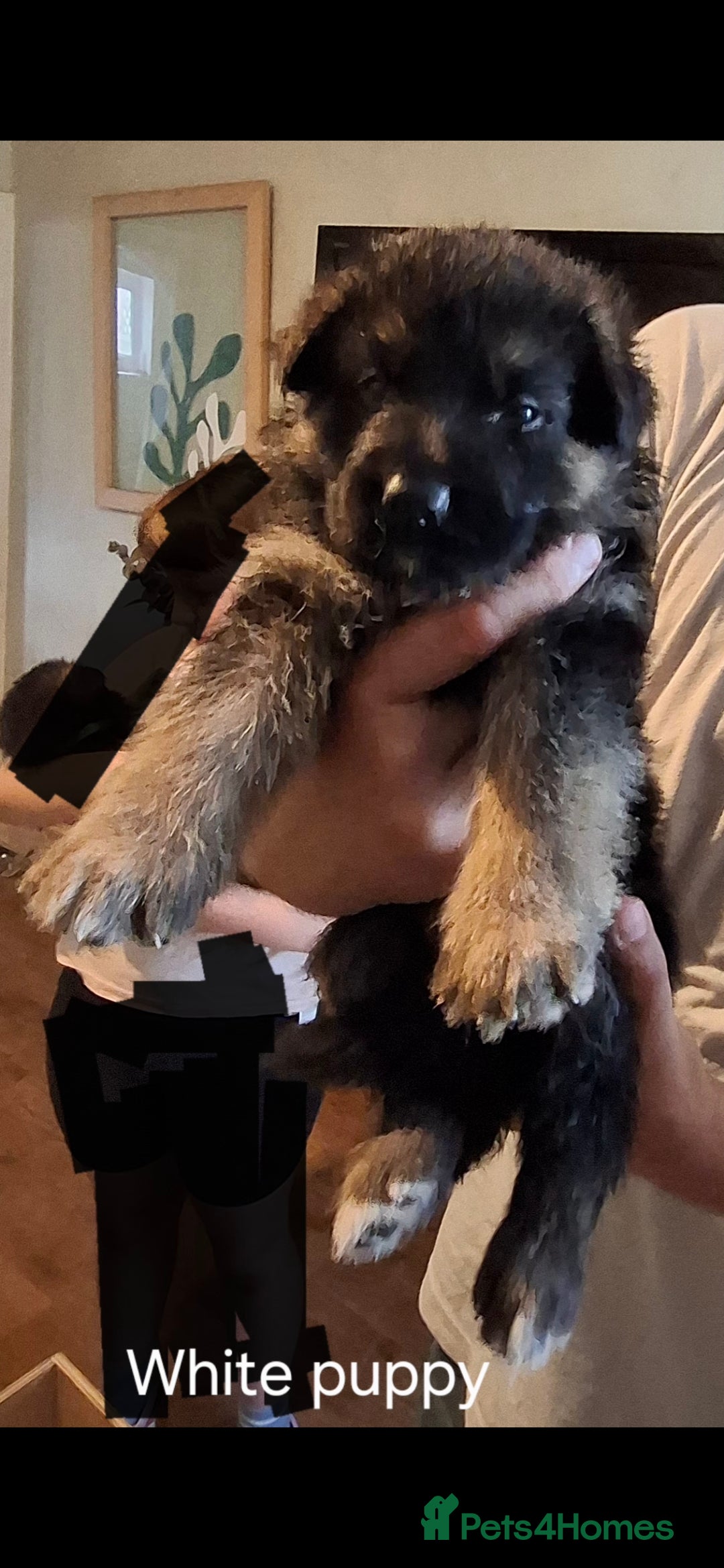 German Shepherd dogs for sale: Exceptional German shepherd puppies  - Image 22
