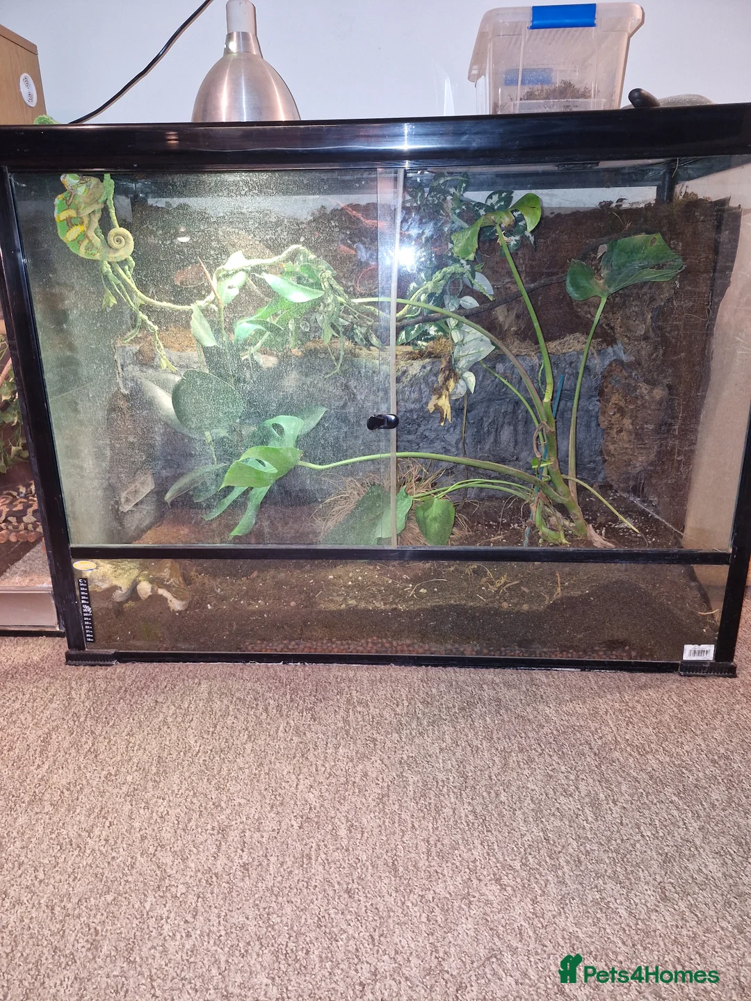 Mixed Breed reptiles for sale: Reptiles for sale  - Advert 12