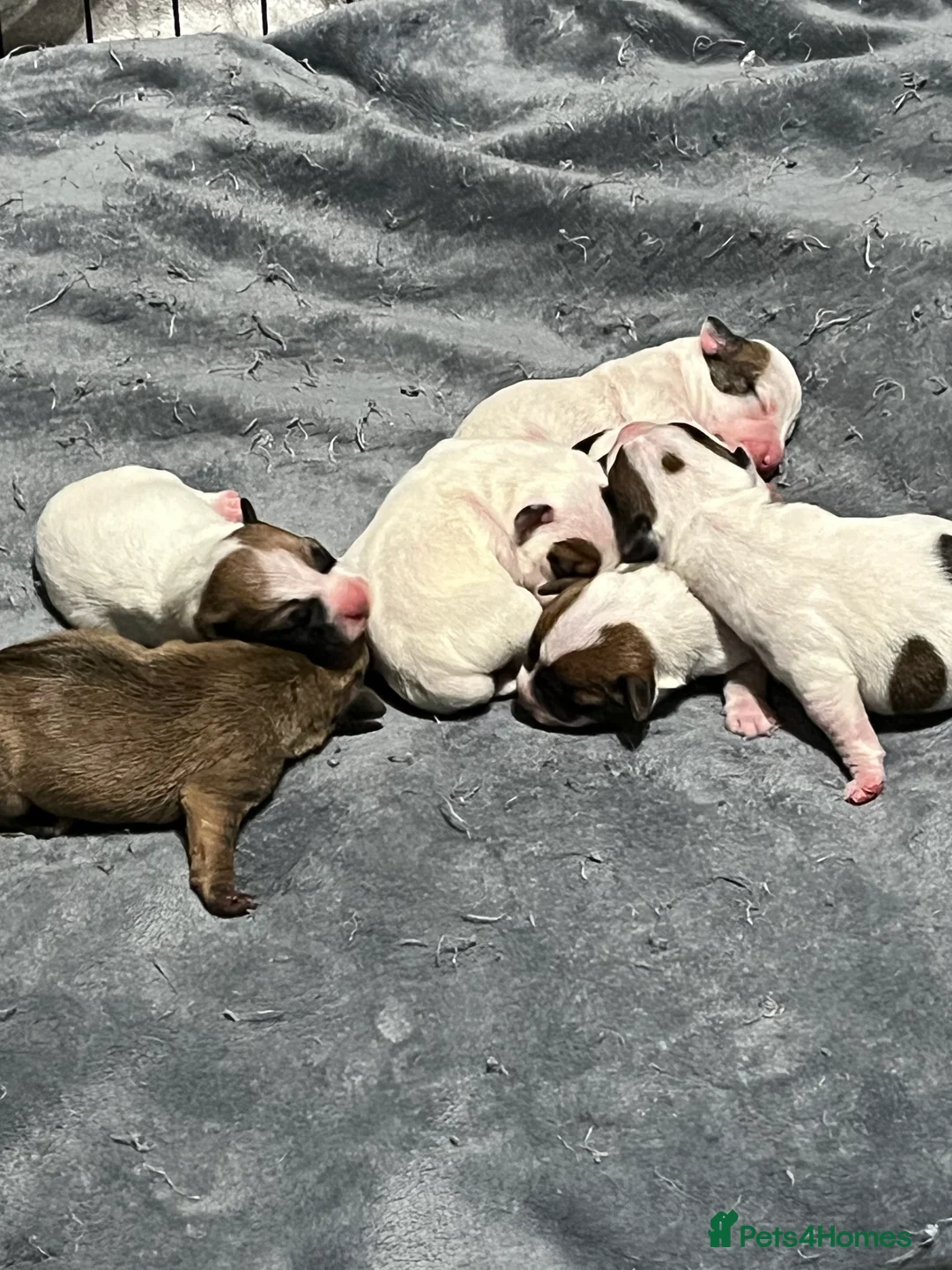 Mixed Breed dogs for sale: Jack Russell puppies  - Advert 3
