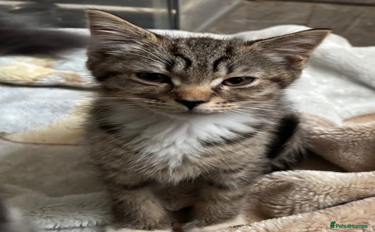Mixed Breed cats - Advert 9
