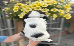 English Springer Spaniel dogs for sale: Beautiful litter of KC reg ESS - Image 18