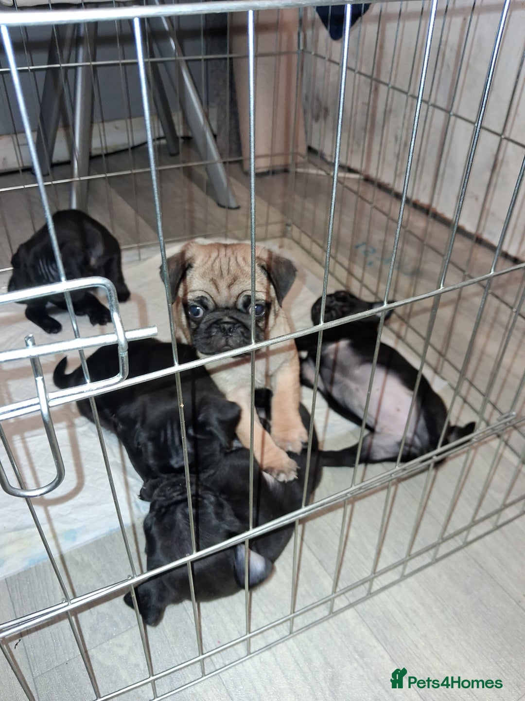 Pug dogs for sale: 5 adorable pug puppies for sale  - Advert 16