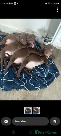 Patterdale Terrier dogs - Advert 7