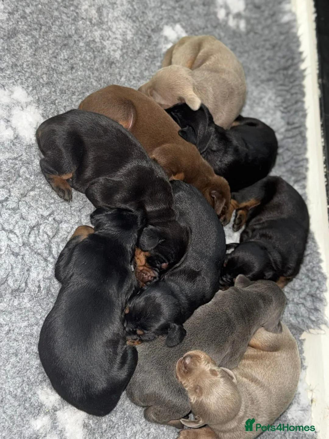 Dobermann dogs for stud: Dobermann Stud KC  - Advert 10