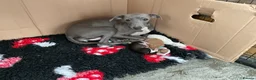 Italian Greyhound dogs for sale: Gorgeous Italian greyhound puppies  - Advert 14