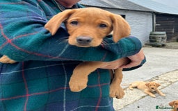 Labrador Retriever dogs for sale: Labrador Retriever Puppies in Llanybydder - Image 24