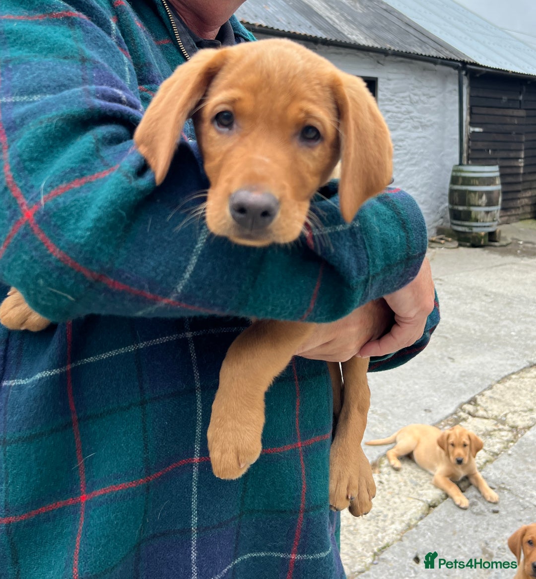 Labrador Retriever dogs for sale: Labrador Retriever Puppies in Llanybydder - Image 24