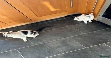 British Shorthair cats - Advert 11