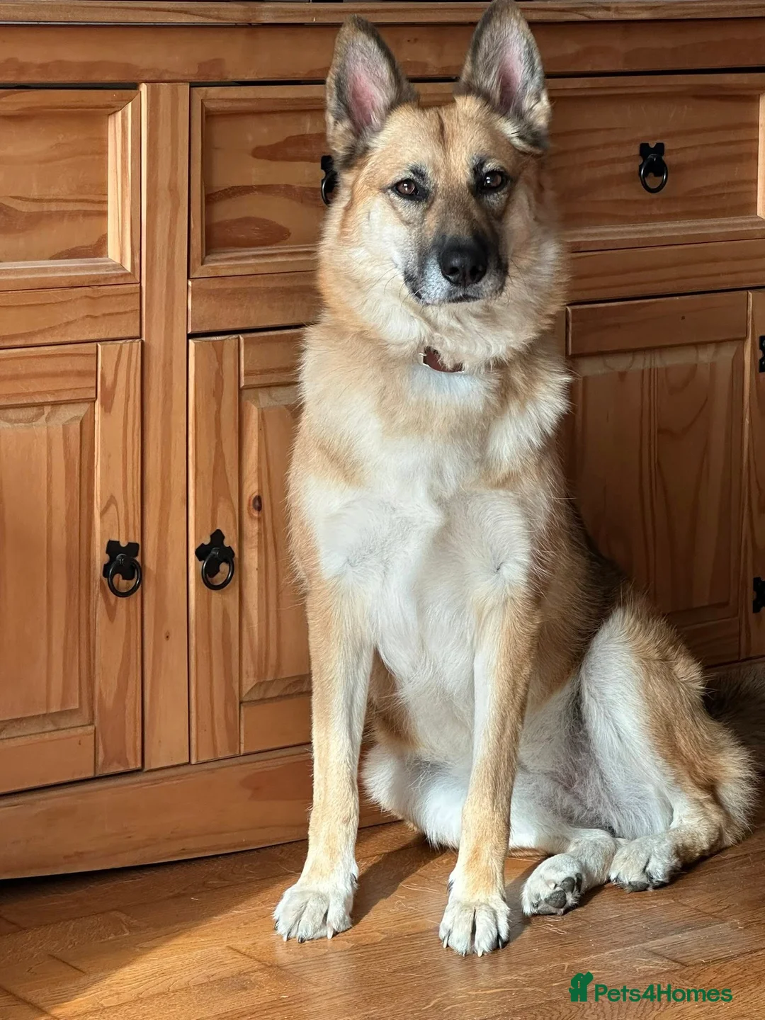 Mixed Breed dogs for adoption: ❤️LEIA❤️-loyal 5 yo GSD ready for true home - Advert 1
