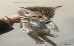 Bengal cats for sale: 3 BengalX kittens  - Image 4