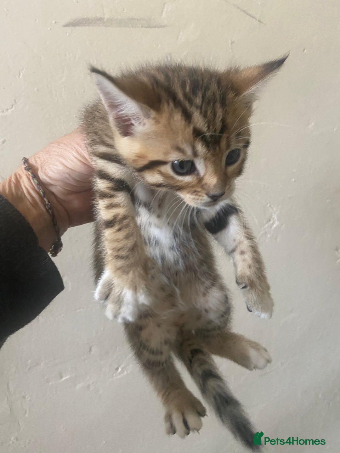 Bengal cats for sale: 3 BengalX kittens  - Image 4
