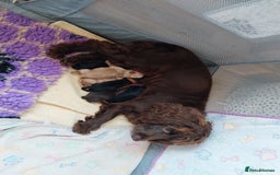 Cockapoo dogs for sale: Adorable Cockapoo puppies  - Image 9