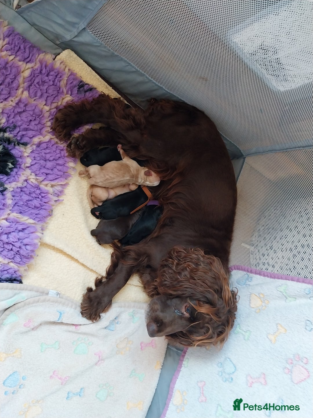 Cockapoo dogs for sale: Adorable Cockapoo puppies  - Image 9