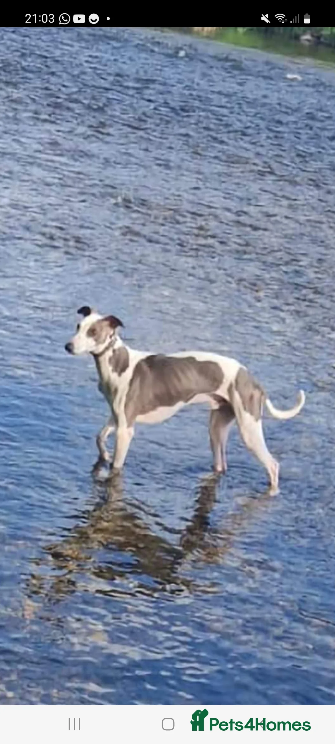Whippet dogs for stud: Buster  in Workington - Advert 5