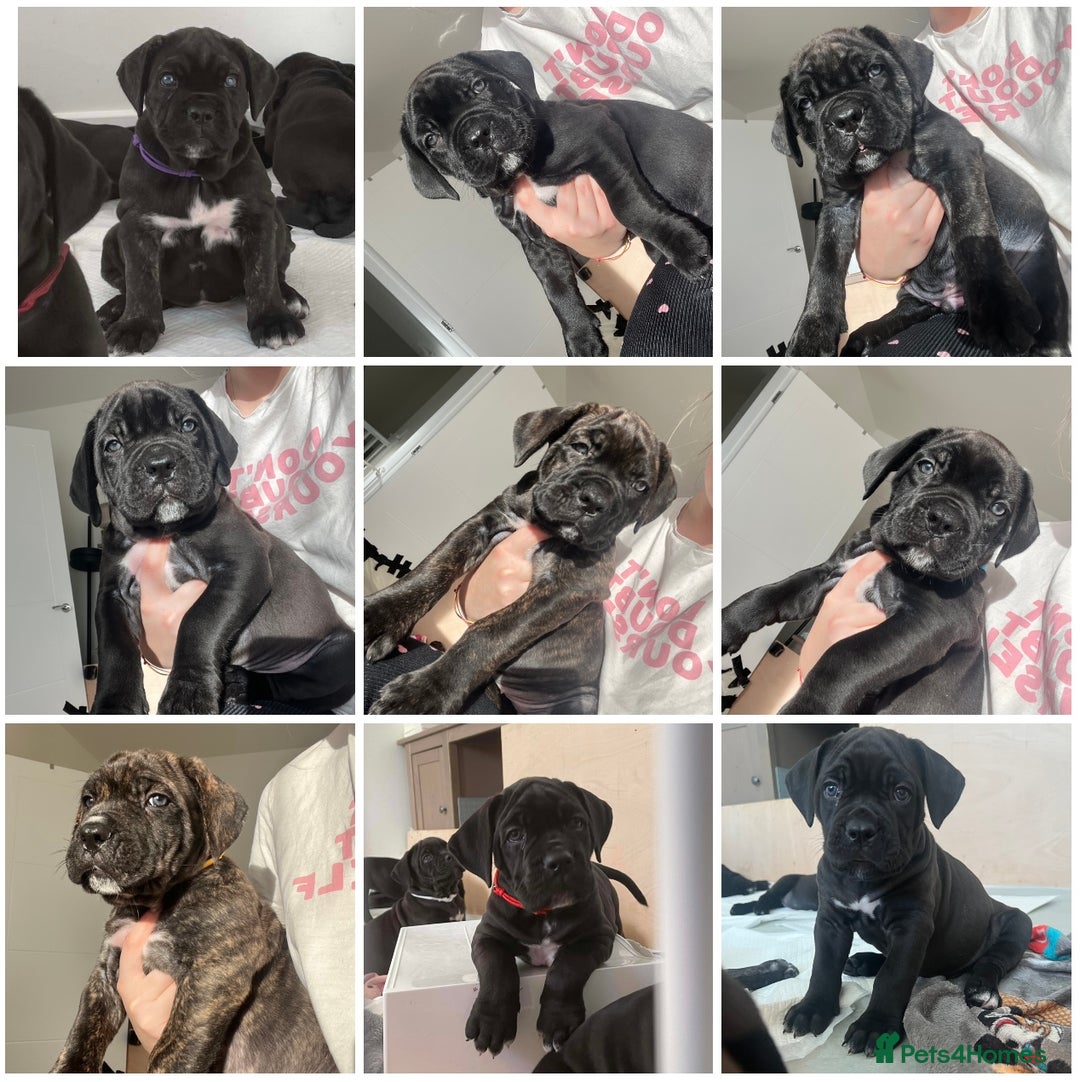 Cane Corso dogs for sale: Yuki X Aries Russian Champ Bloodline Puppies - Advert 1