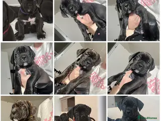 Cane Corso dogs Yuki X Aries Russian Champ Bloodline Puppies - Advert 14