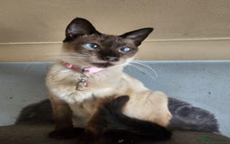 Balinese cats for sale: Kitten for sale - Image 10