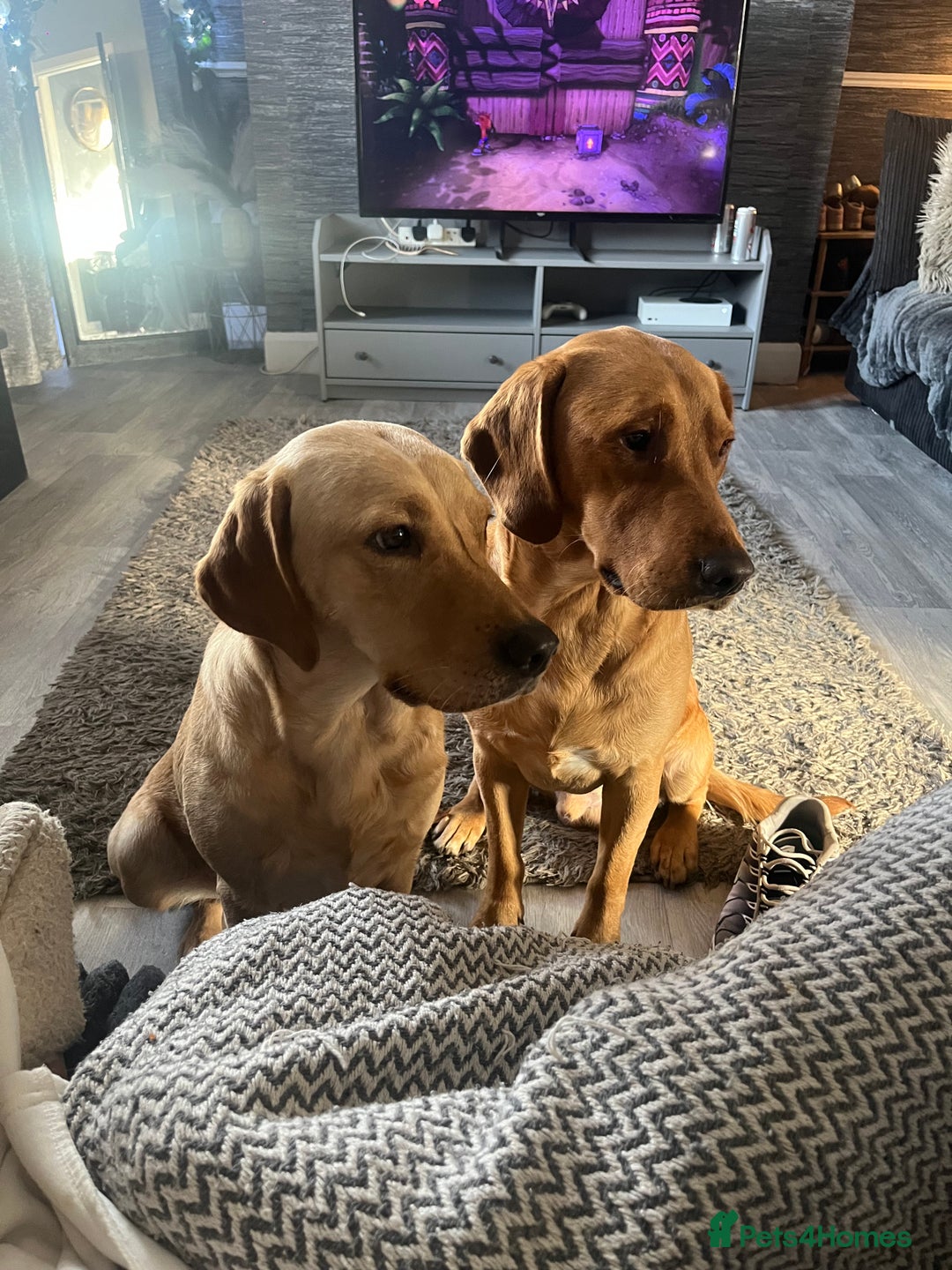 Labrador Retriever dogs for sale: Red fox Labradors - Image 1