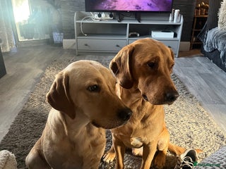 Labrador Retriever dogs - Advert 8