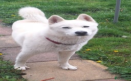 Siberian Husky dogs for sale: Siberian Huskies  - Image 3
