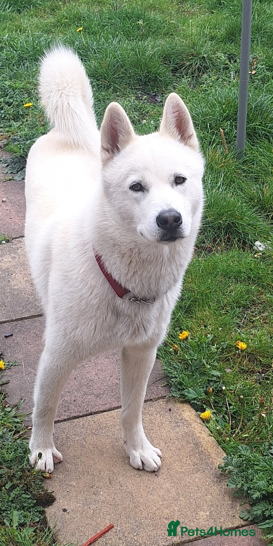 Siberian Husky dogs for sale: Siberian Huskies  - Image 3