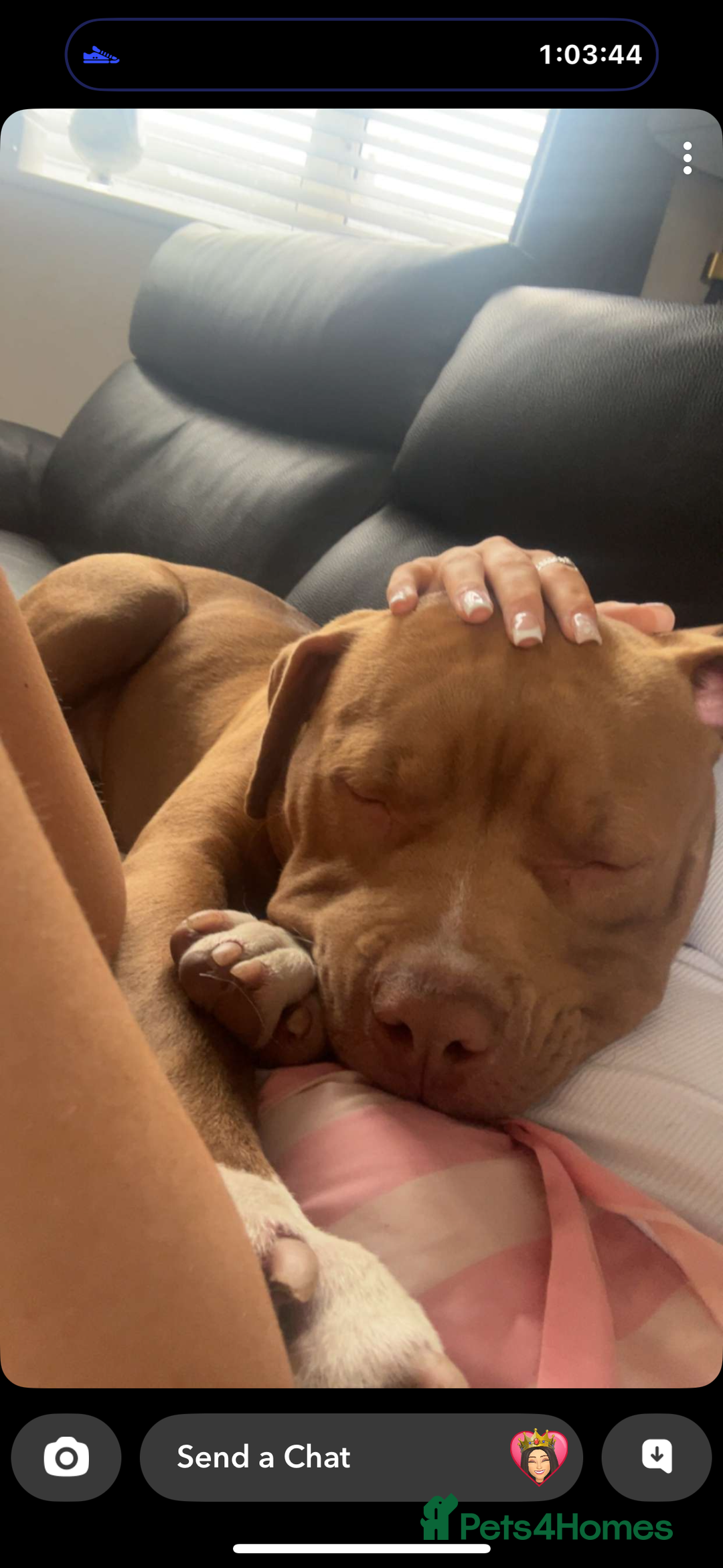 Mixed Breed dogs for sale: Staffy cross  - Image 1