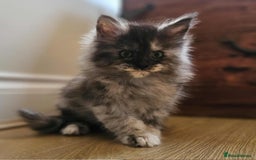 Maine Coon cats for sale: XXL Champion Line Maine Coons – Rare, Very Fluffy! - Advert 13