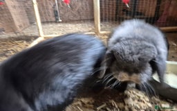 Mini Lop rabbits for sale: Mini Lop Rabbits - Image 5