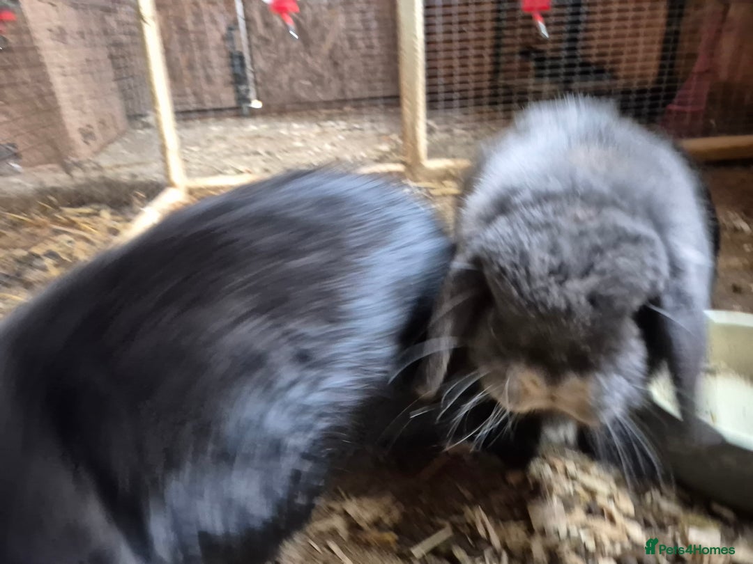 Mini Lop rabbits for sale: Mini Lop Rabbits - Image 5