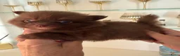 Pomeranian dogs for sale: BEAUTIFUL POMERANIAN PUPPIES - Advert 22