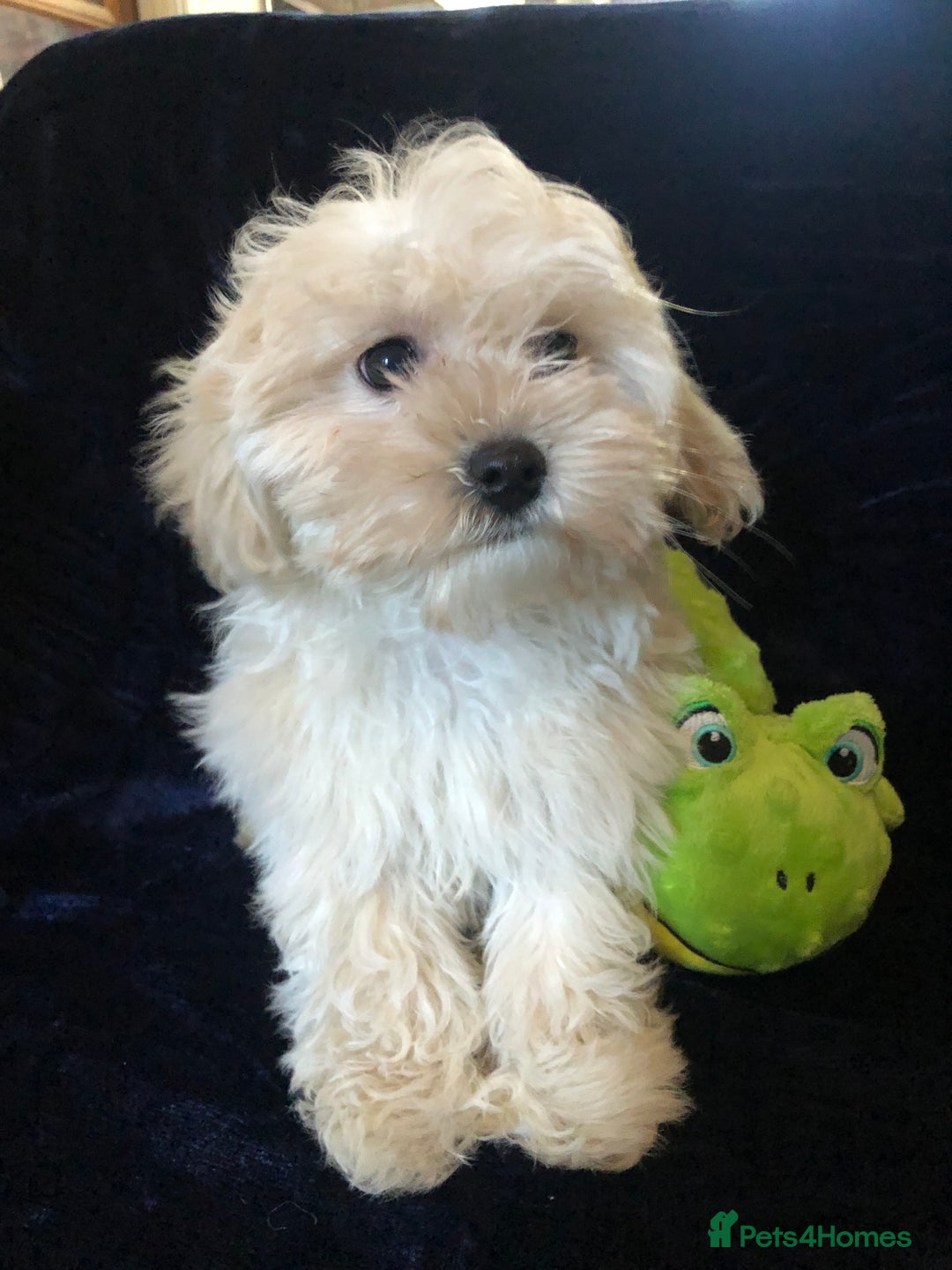 Maltipoo dogs for sale: maltipoo puppies for sale  - Advert 7