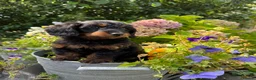 Doxiepoo dogs for sale: Adorable doxipoos  - Advert 17