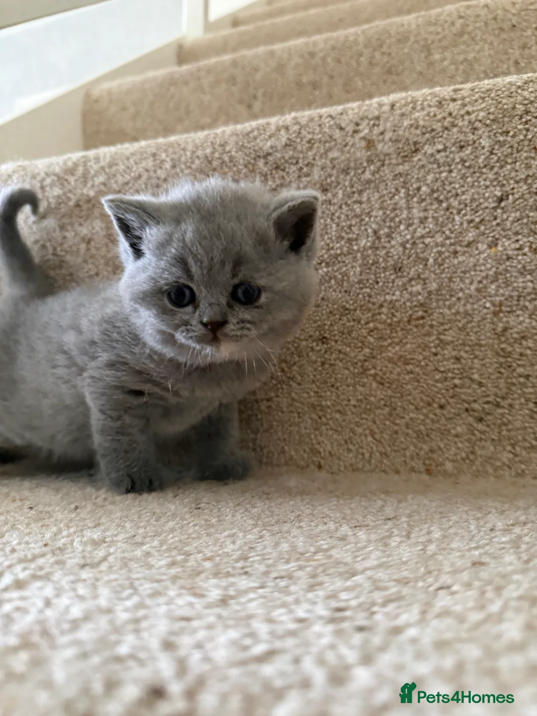British Shorthair cats for sale: Stunning GCCF BSH - Tortie and Bi colour  - Advert 13