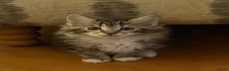 Kurilian Bobtail cats for sale: Rare Kurilian Bobtail Kittens Available - Advert 6
