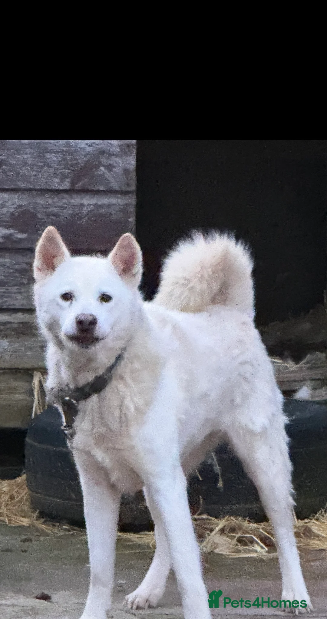 Mixed Breed dogs for sale: Akita X puppy  - Advert 2