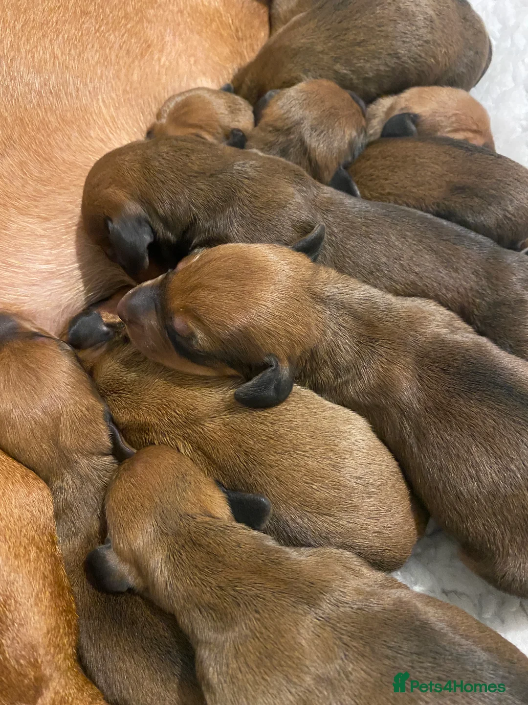 Dachshund dogs for stud: Kc registered standard smooth  in Newton Abbot - Advert 37