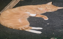 Bengal cats for sale: Bengal Cross Kittens - Image 11