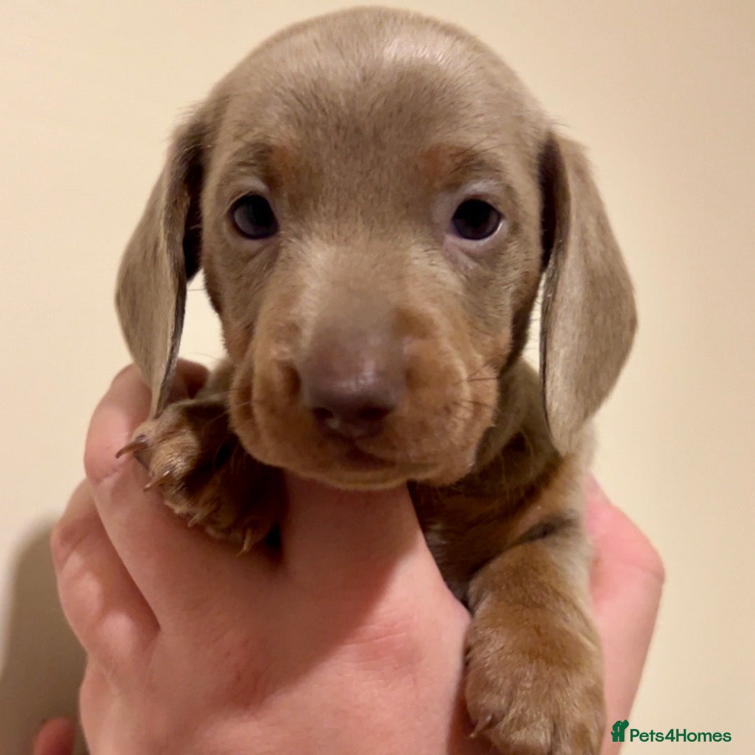 Miniature Dachshund dogs for sale: 🐾Beautiful kc mini dachshund pups ready 20 Dec🐾 - Advert 8